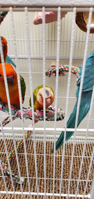 Parrot & Bird Emporium Inc Picture 5