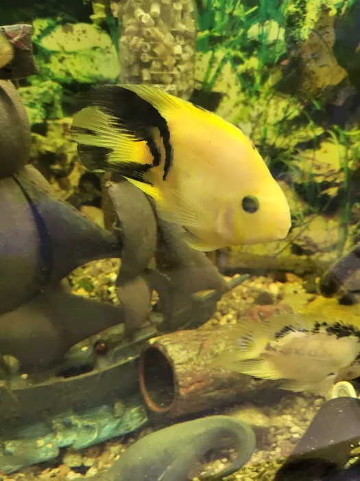 Alex's Advanced Aquatics Picture 1