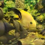 Alex's Advanced Aquatics