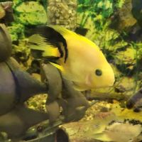 Alex's Advanced Aquatics ico