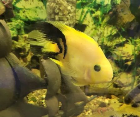 Alex's Advanced Aquatics