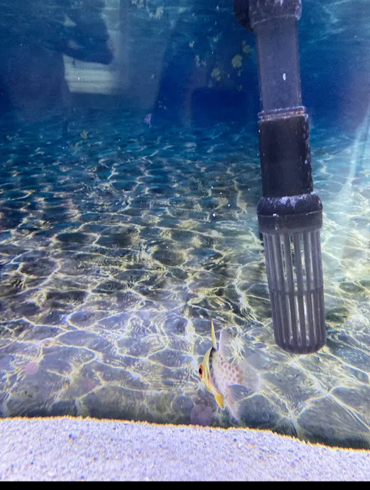 Alex's Advanced Aquatics Picture 9