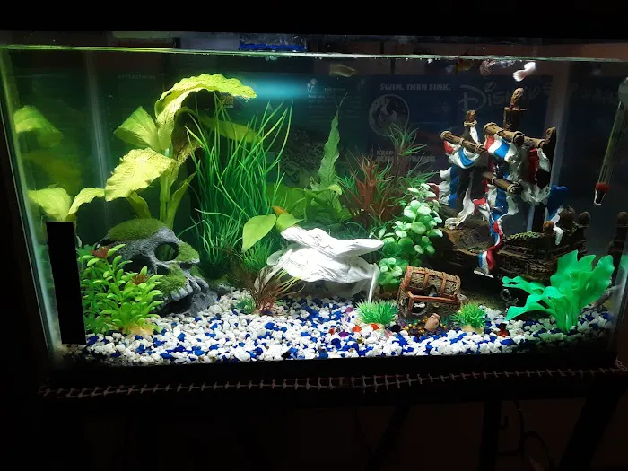 Alex's Advanced Aquatics Picture 8