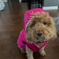 Central Monmouth Animal Hospital ico