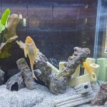Imperial Exotics