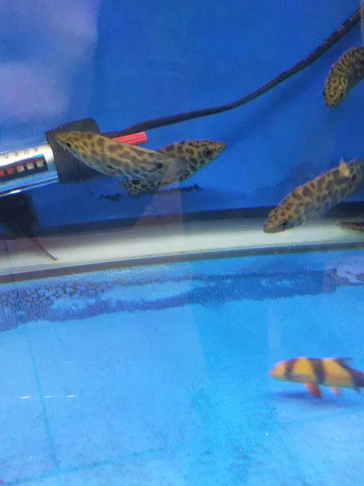 Imperial Exotics Picture 3
