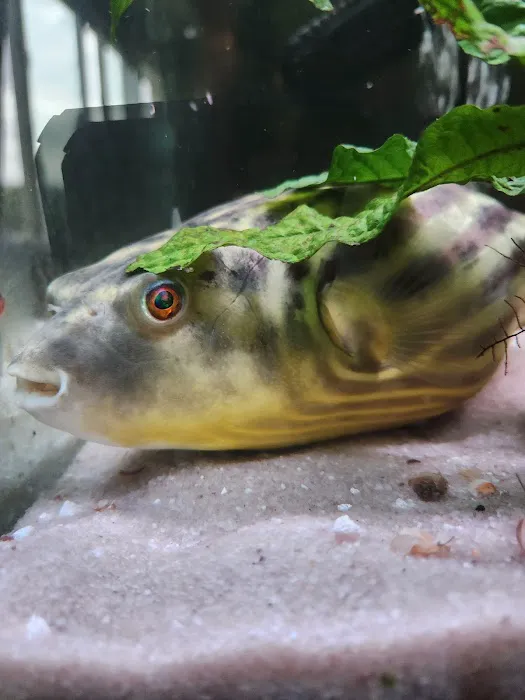Imperial Exotics Picture 5