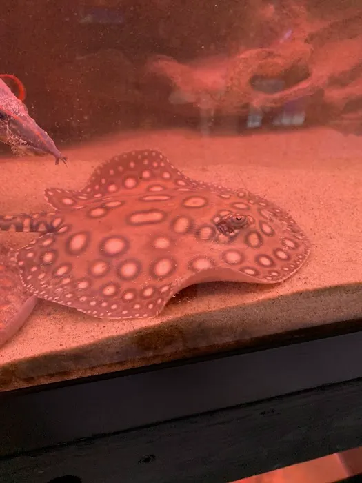 Imperial Exotics Picture 6