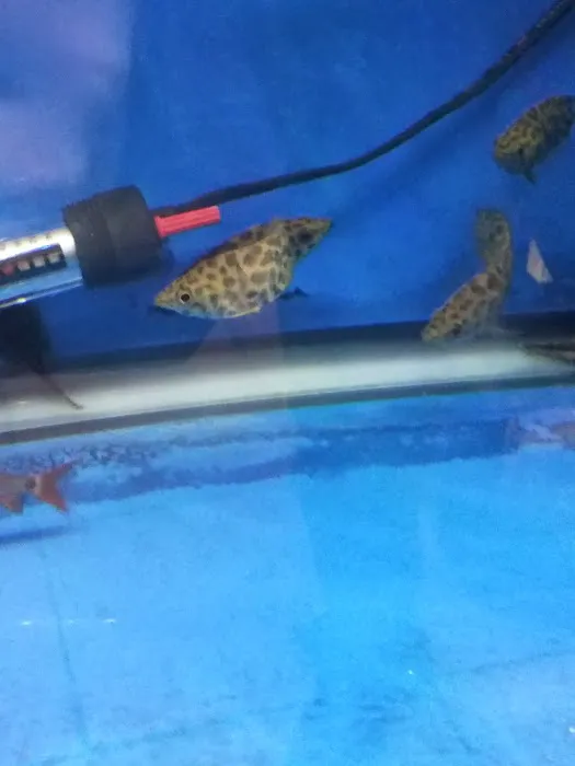Imperial Exotics Picture 8