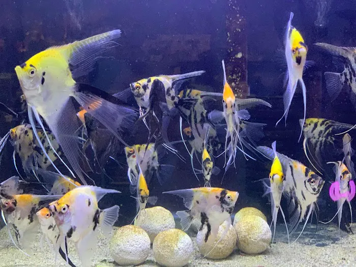 Imperial Exotics Picture 7