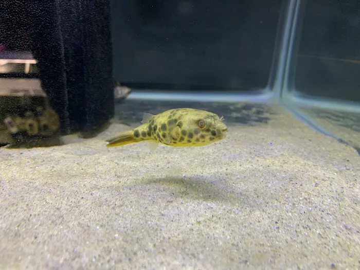 Imperial Exotics Picture 10