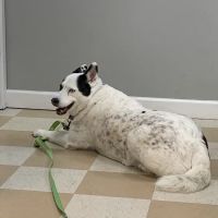 Central Jersey Animal Hospital ico