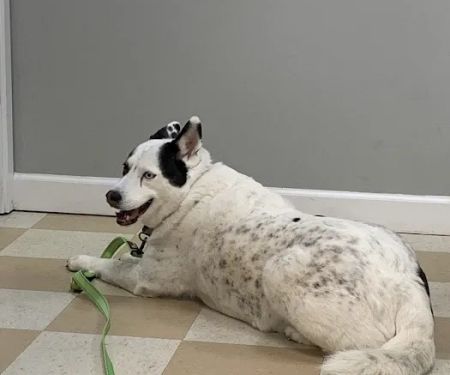 Central Jersey Animal Hospital