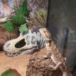 Petco