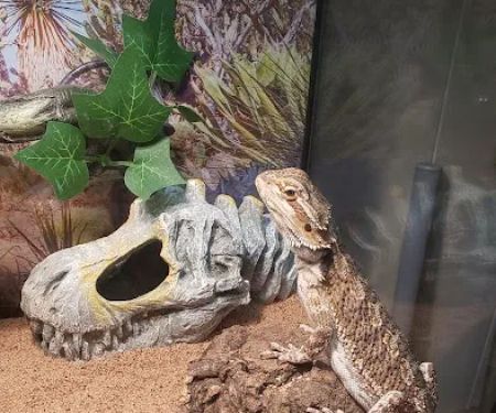 Petco
