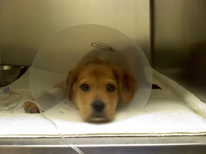 Edgebrook Animal Hospital Picture 6