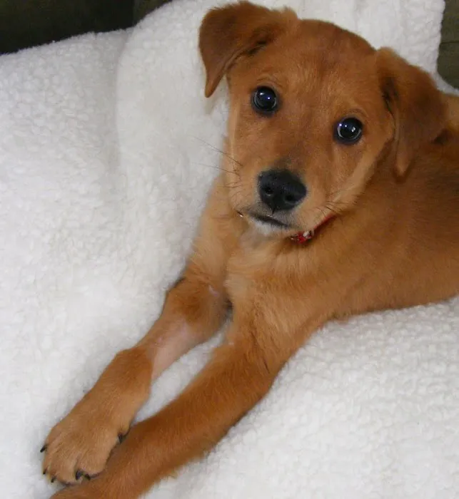 Edgebrook Animal Hospital Picture 5