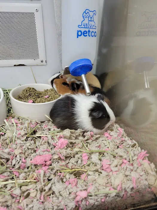 Petco Picture 2