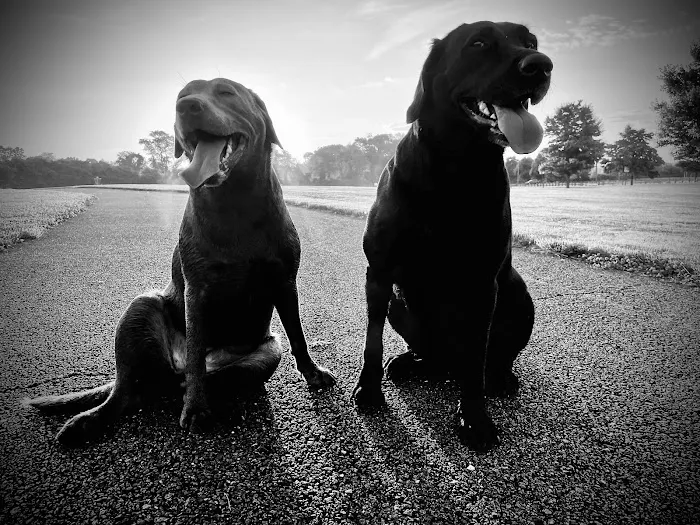 Country Animal Hospital Picture 7
