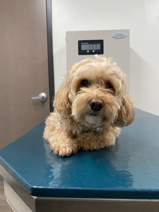 Country Animal Hospital Picture 6