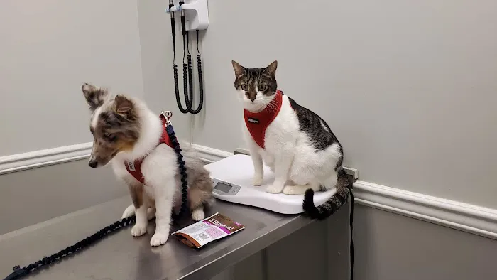 Country Animal Hospital Picture 8