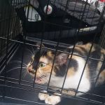 Exeter Animal Hospital