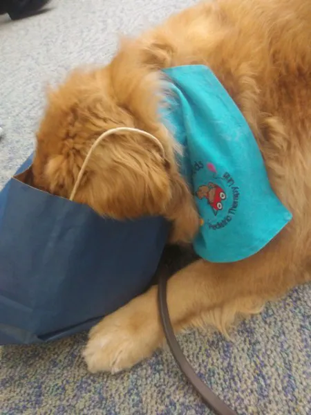 Paw Street Barkery Picture 9