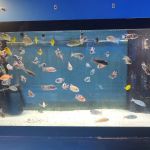 School Of Fish