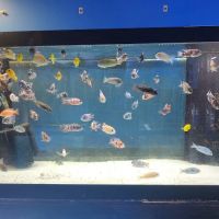 School Of Fish ico