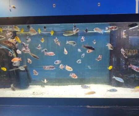 School Of Fish