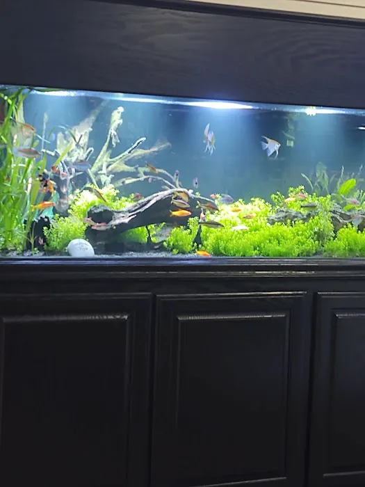 School Of Fish Picture 3