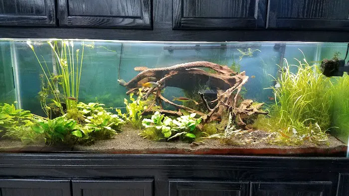 School Of Fish Picture 5