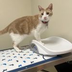 Vetco Total Care Animal Hospital