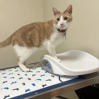 Vetco Total Care Animal Hospital ico