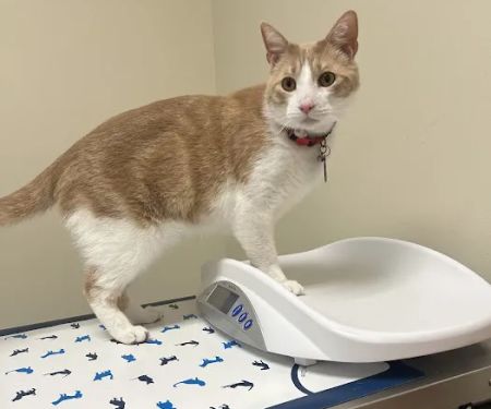 Vetco Total Care Animal Hospital