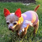 Harmony Animal Hospital
