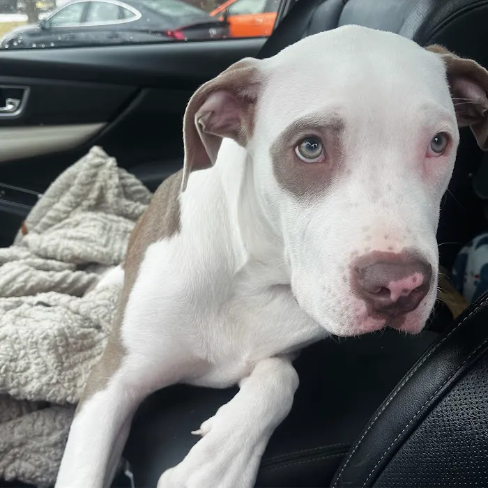 Harmony Animal Hospital Picture 2