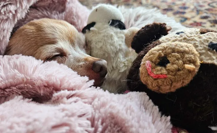 Harmony Animal Hospital Picture 10