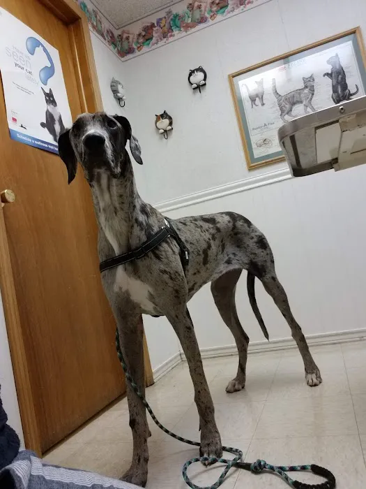 Easton Animal Hospital Picture 1