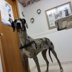 Easton Animal Hospital