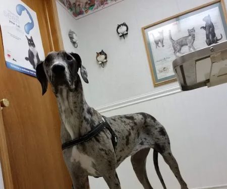 Easton Animal Hospital