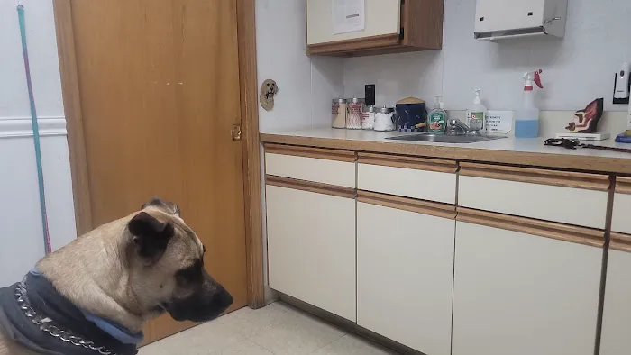 Easton Animal Hospital Picture 8