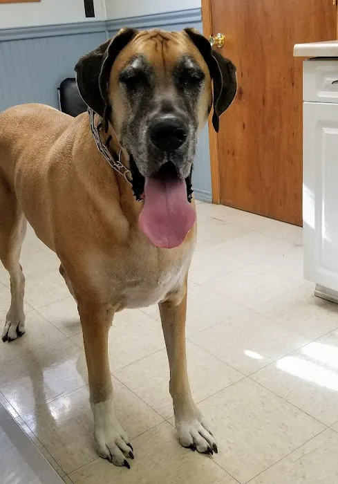 Easton Animal Hospital Picture 10
