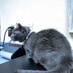 Thoreau Veterinary Hospital