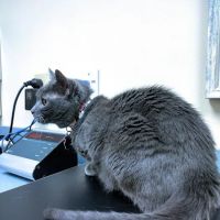 Thoreau Veterinary Hospital ico