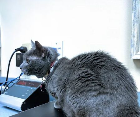 Thoreau Veterinary Hospital