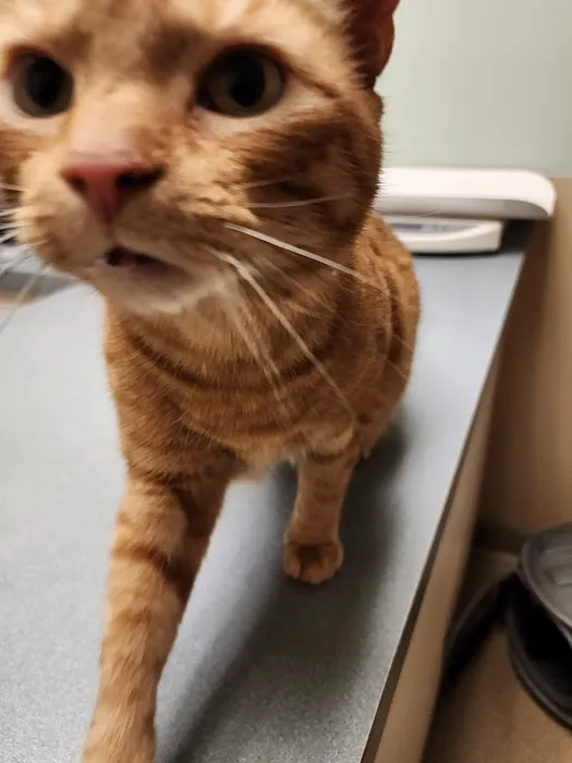 Thoreau Veterinary Hospital Picture 4