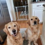 VCA Northside Animal Hospital