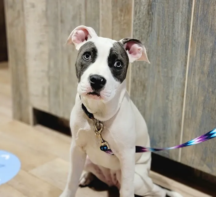 VCA Northside Animal Hospital Picture 6