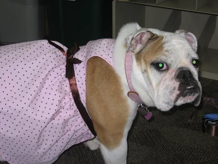 VCA Northside Animal Hospital Picture 8